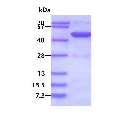 SDS-Page: Recombinant Human HPD His Protein [NBP1-49443] - 3ug by SDS-PAGE under reducing condition and visualized by coomassie blue stain.